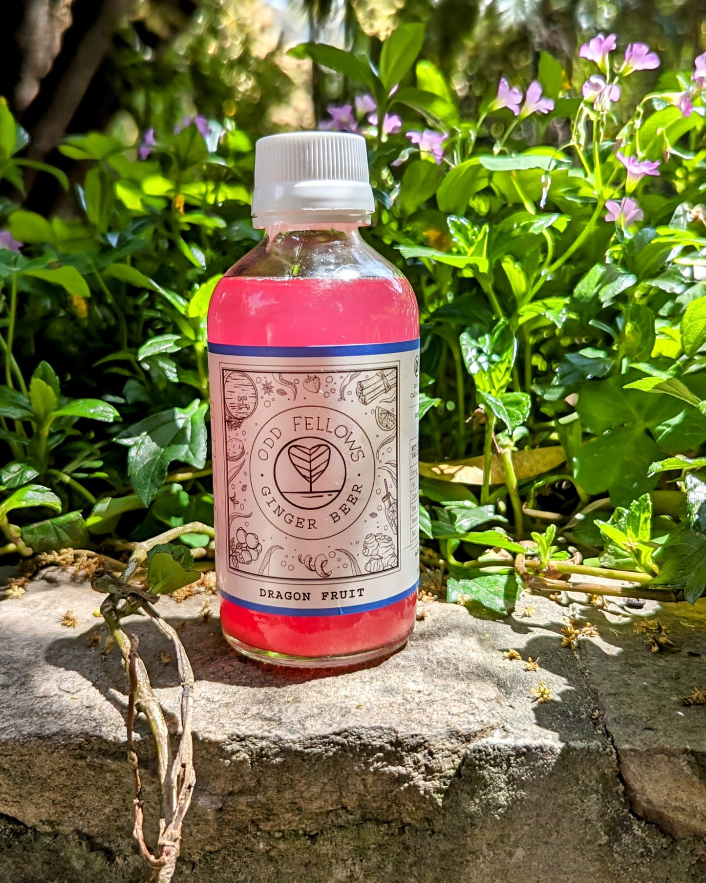 Dragon fruit natural ginger beer