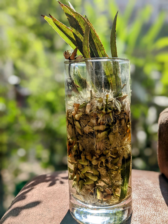 Foraged Eucalyptus Kombucha