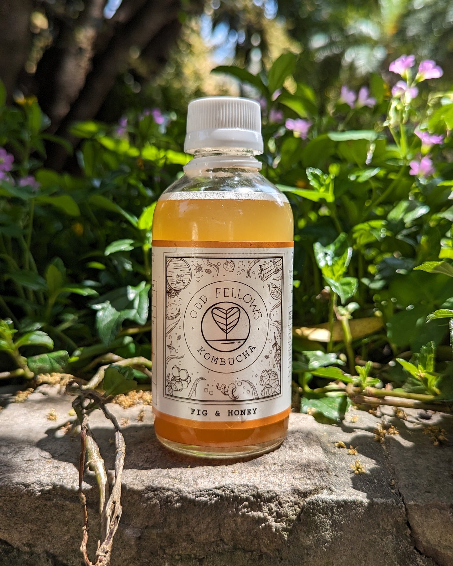 Fig & Honey Kombucha